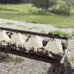 Lodge Wildlife Chandelier